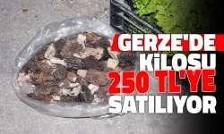 Kuzugöbeğinin Kilosu 250 Liraya Satılıyor