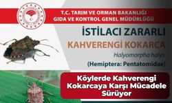 Gerze’de Kahverengi Kokarcaya Karşı Mücadele Sürüyor