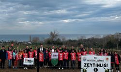 Gerze’den Geleceğe Yeşil Miras: Zeytin Fidanları Toprakla Buluştu"